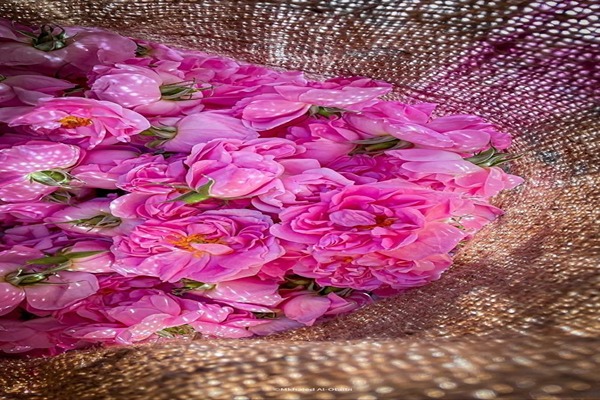 قیمت گل باز محمدی + خرید باور نکردنی