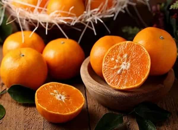 قیمت پرتقال تامسون واکسی با کیفیت ارزان + خرید عمده