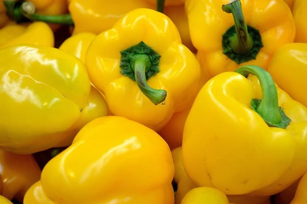 قیمت خرید فلفل دلمه زرد + فروش ویژه