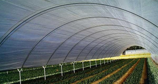 قیمت خرید نایلون گلخانه عرض ۱۲ متر + فروش ویژه