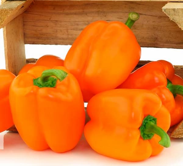 قیمت خرید فلفل دلمه نارنجی + فروش ویژه