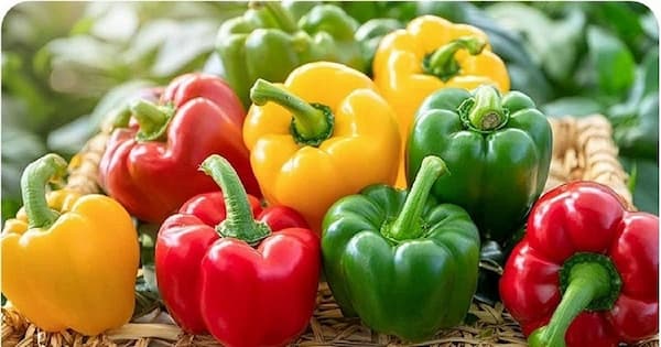 خرید و فروش فلفل دلمه شیرین با شرایط فوق العاده
