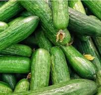 خرید و قیمت خیار اصفهانی + فروش عمده