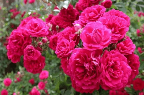 خرید و قیمت گل محمدی عمده + فروش ویژه