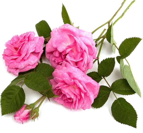 خرید گل محمدی تازه + قیمت فروش استثنایی