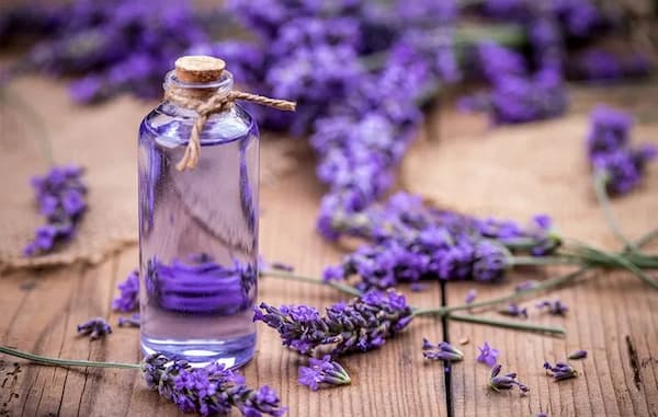 قیمت خرید اسطوخدوس پر گل اعلا + فروش ویژه