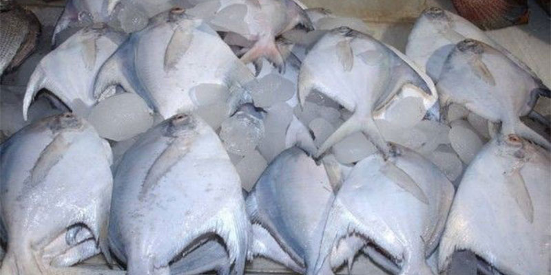 قیمت خرید ماهی حلوا بحرینی با فروش عمده