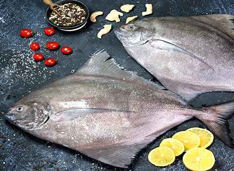 قیمت خرید ماهی حلوا سفید با فروش عمده