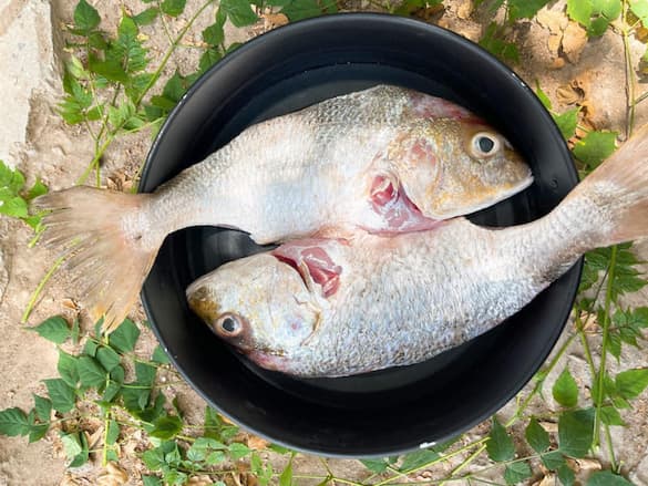 خرید و قیمت ماهی سنگسر جنوب + فروش عمده