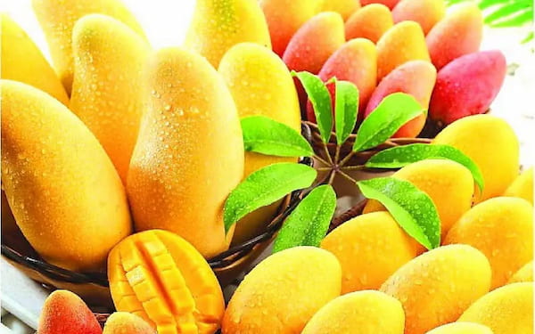 قیمت انبه خشک اسلایسی + خرید باور نکردنی