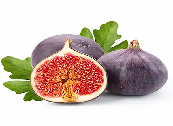 خرید و فروش انجیر معابد چابهار با شرایط فوق العاده