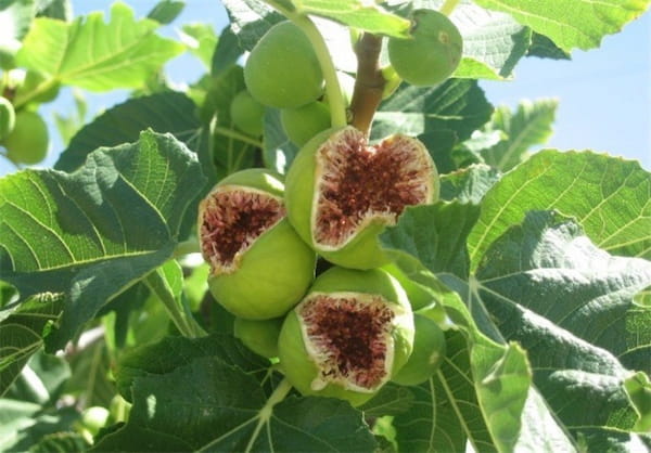 قیمت خرید انجیر کوهی استهبان با فروش عمده