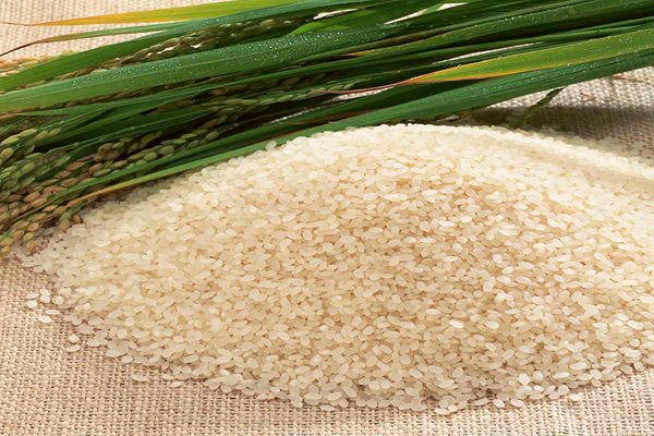 قیمت خرید برنج عنبر بو ربیع با فروش عمده