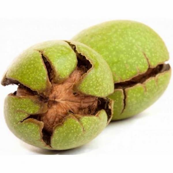 قیمت گردو پوست سبز تازه + خرید باور نکردنی