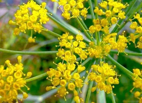 خرید و قیمت آنغوزه ریشه + فروش عمده