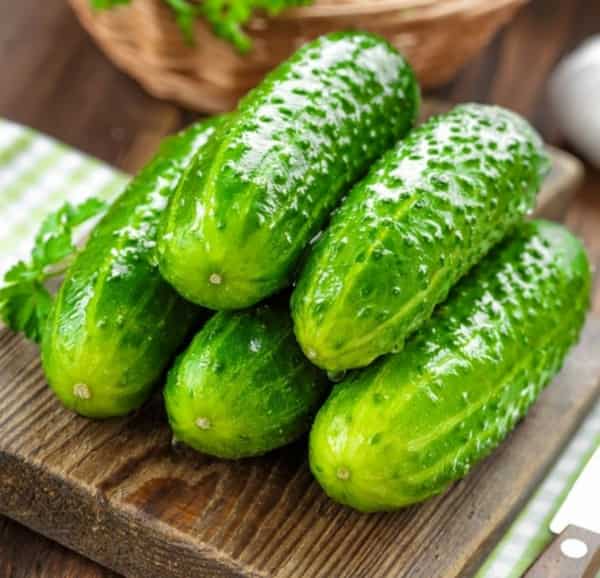 خرید و قیمت خیار رسمی یزد + فروش عمده