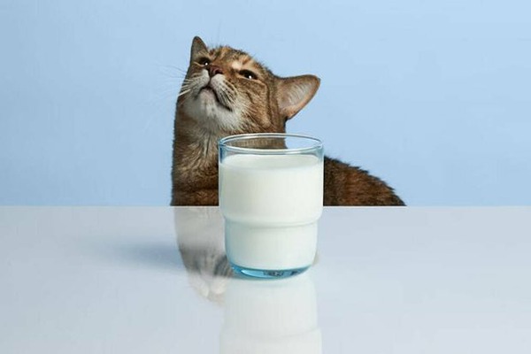 قیمت خرید شیر خشک گربه ایرانی + فروش ویژه