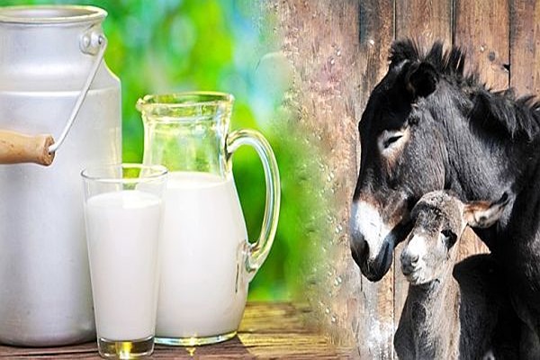 خرید شیر خشک پروتئین گاوی + قیمت فروش استثنایی