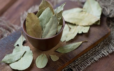 خرید و قیمت برگ بو خشک شده + فروش عمده