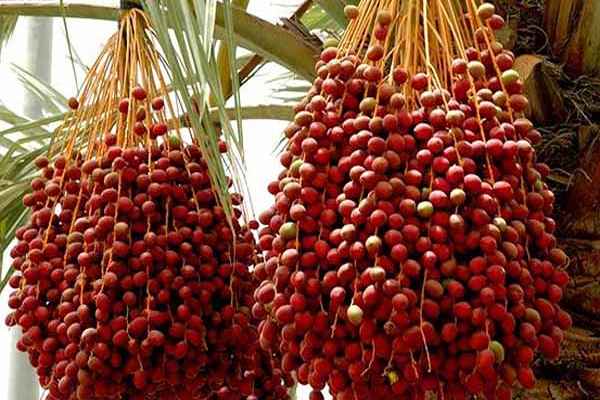 خرید خرمای مضافتی شاهزاده + قیمت فروش استثنایی