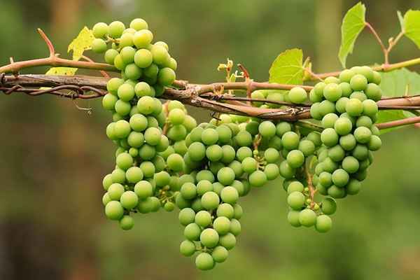 خرید و فروش غوره خشک ترش با شرایط فوق العاده