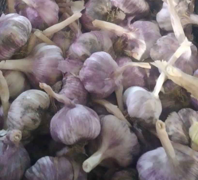 سیر قرمز خشک خرید