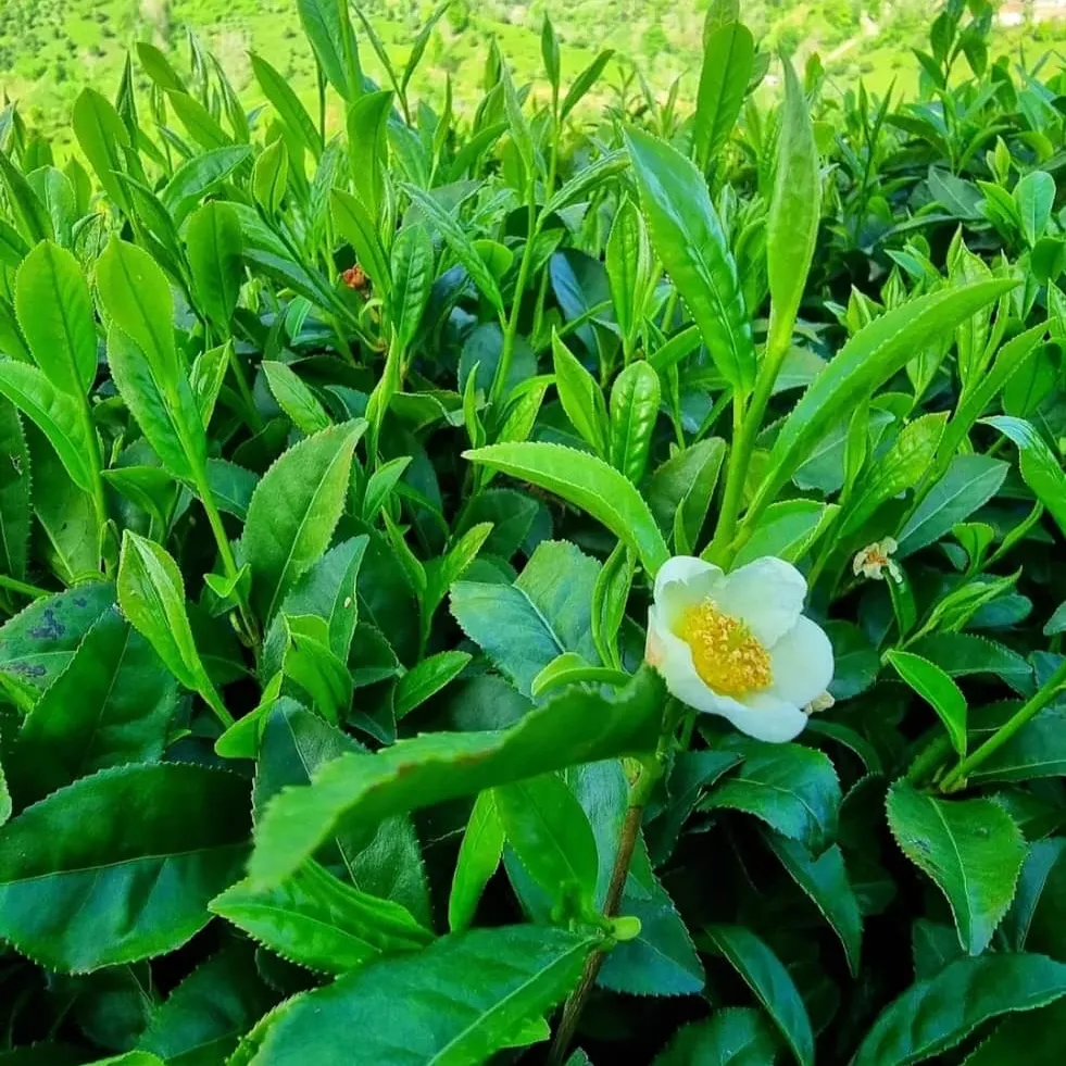 چای سرگل ممتاز بهاره ایرانی
