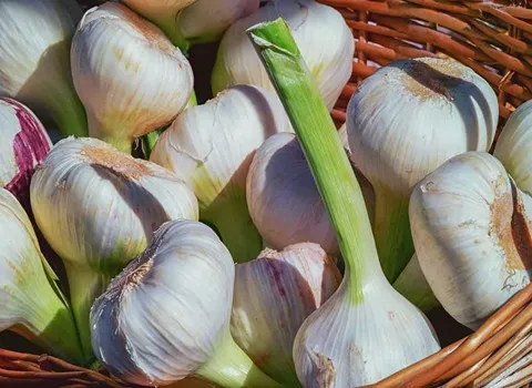 سیر سفید علفی خرید