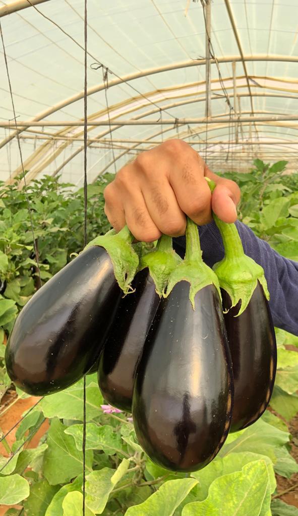 قیمت خرید بادمجان لامپی اصفهان با فروش عمده