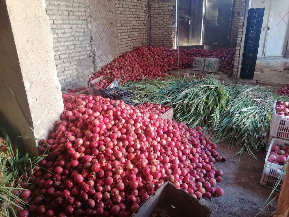 انار آبگیری شهرضا + فروش عمده