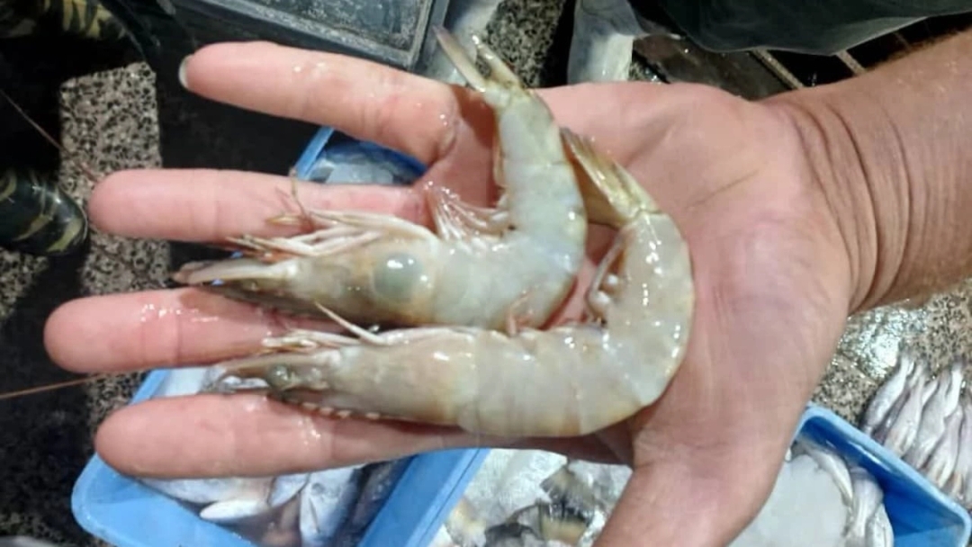 صادرات میگو در اهواز خوزستان