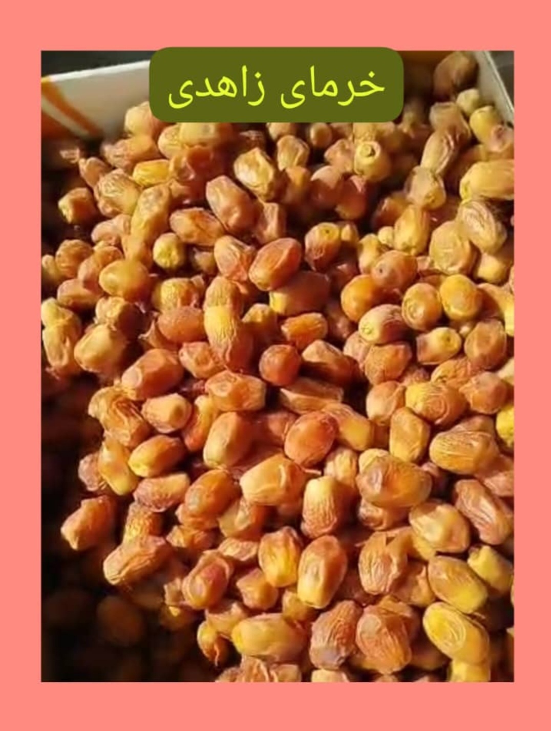خرمای زاهدی