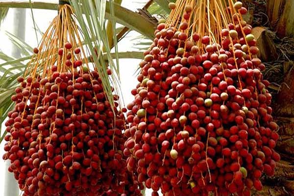 خرید خرما پیارم کیلویی + قیمت فروش استثنایی