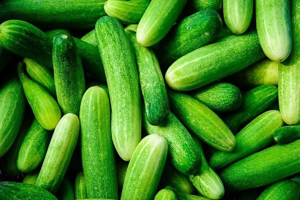 قیمت خرید خیار سبز ریز عمده به صرفه و ارزان