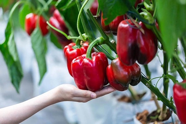 فروش فلفل دلمه رنگی + قیمت خرید به صرفه
