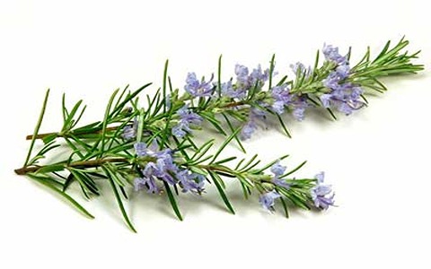 گیاه دارویی رزماری + خرید عمده