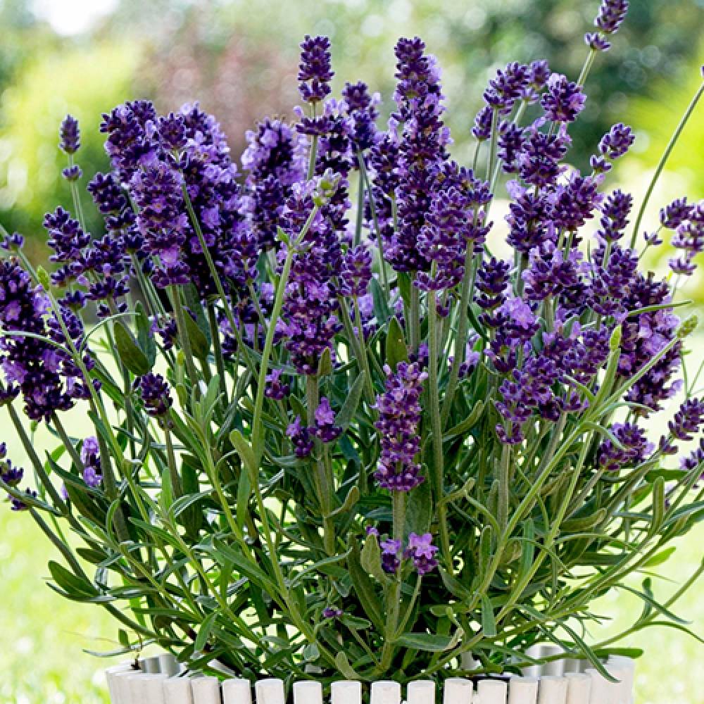 گیاه دارویی اسطخودوس + خرید عمده