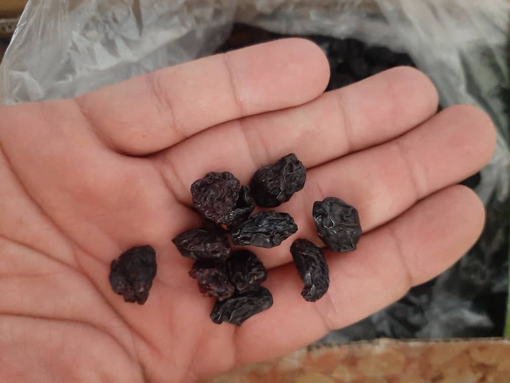 مویز سردشت هسته دار
