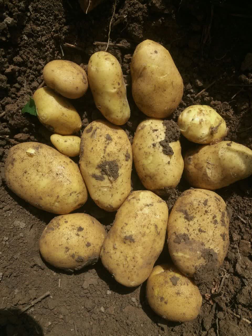 سیب زمینی آگریا خرید
