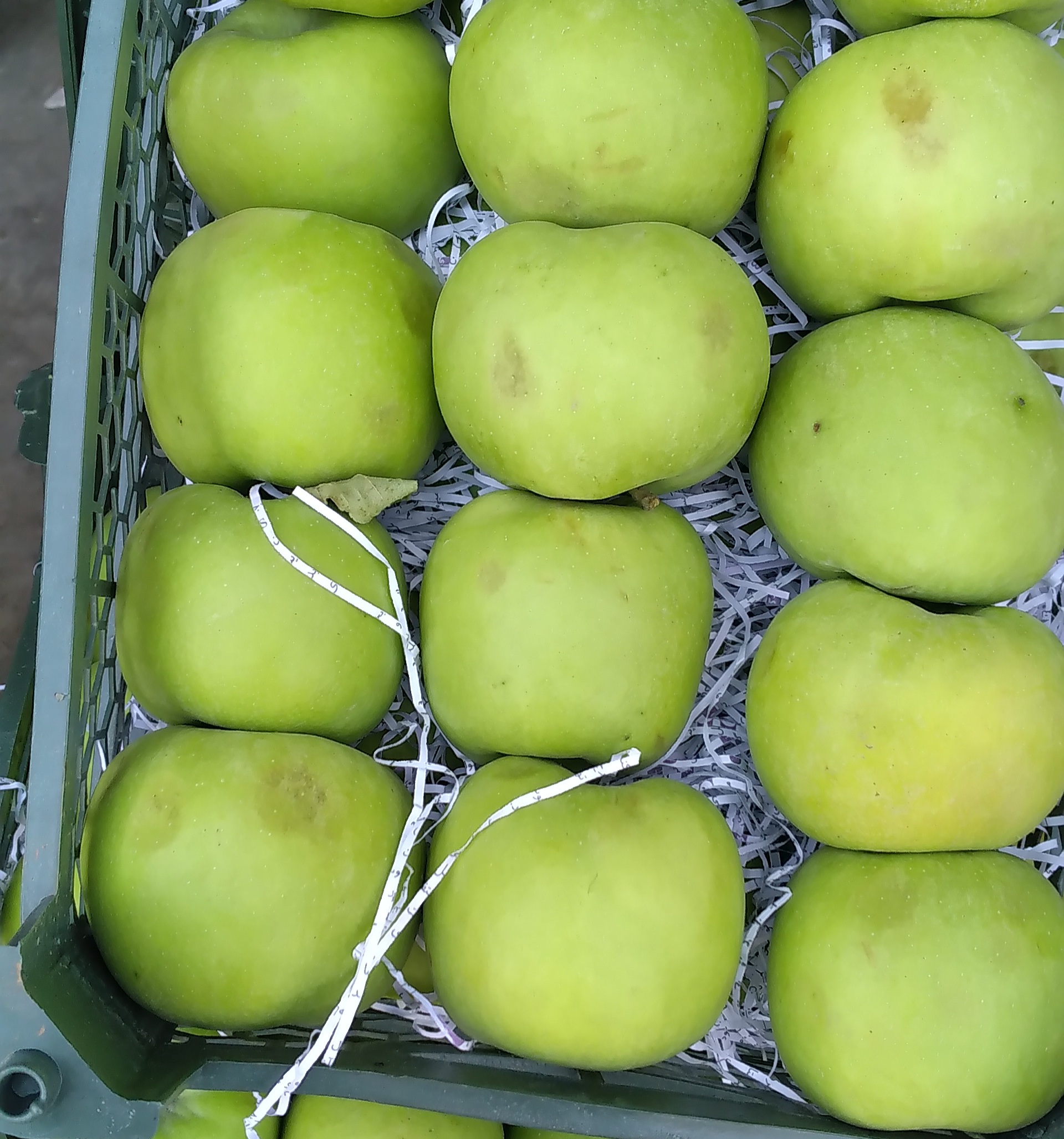 سیب مازندران خرید