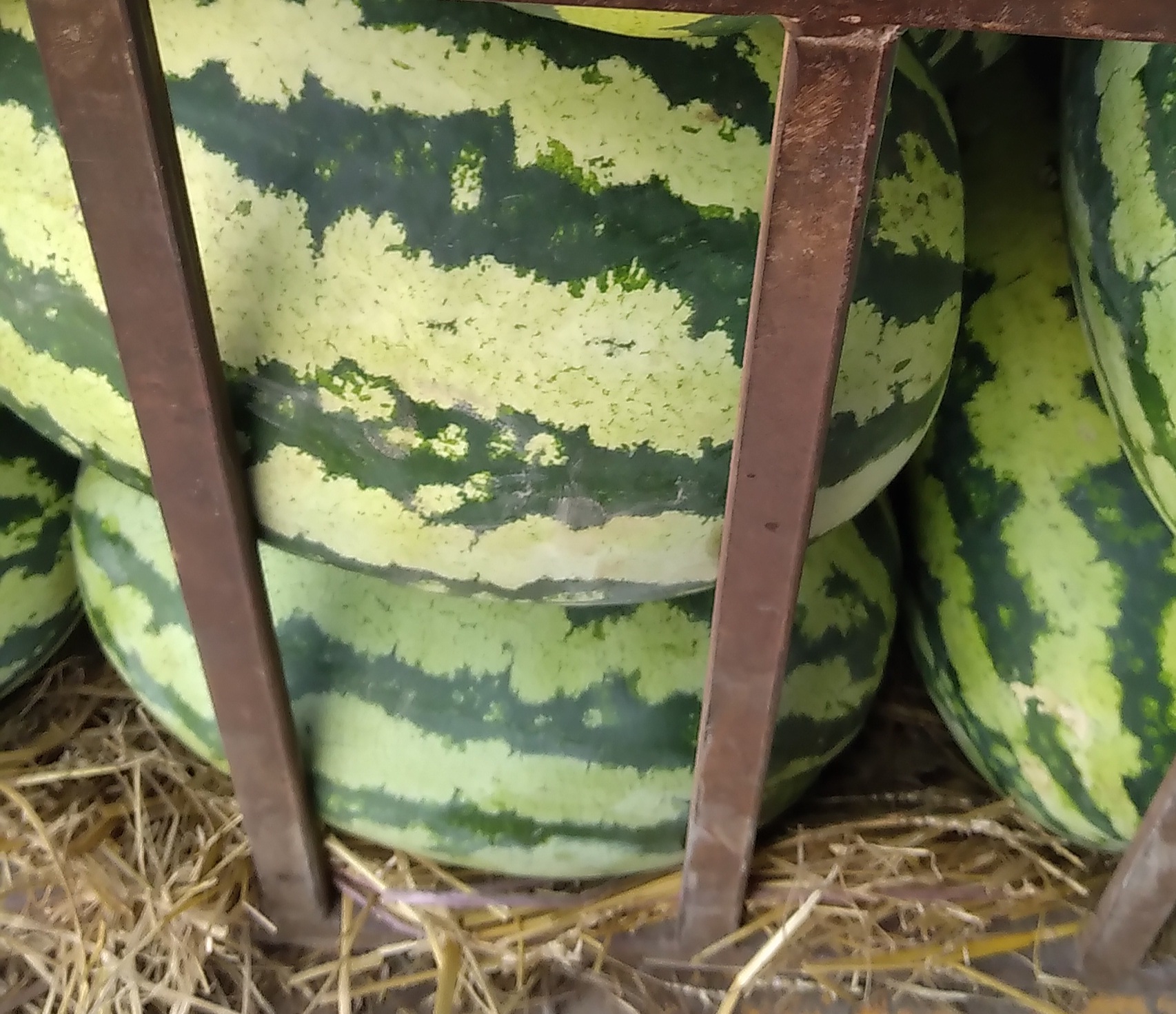 هندوانه سبز درجه یک