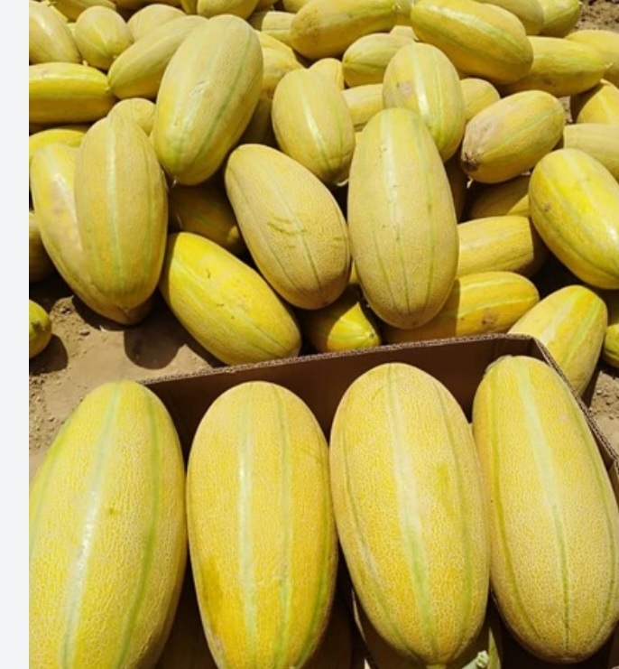 خربزه مشهد قیمت