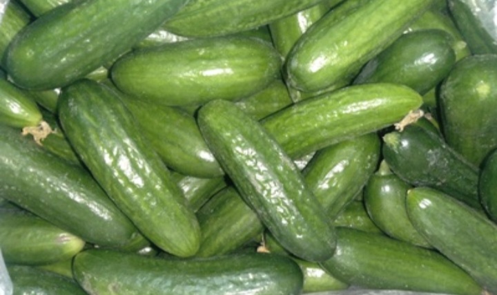 خیار محلی مازندران خرید