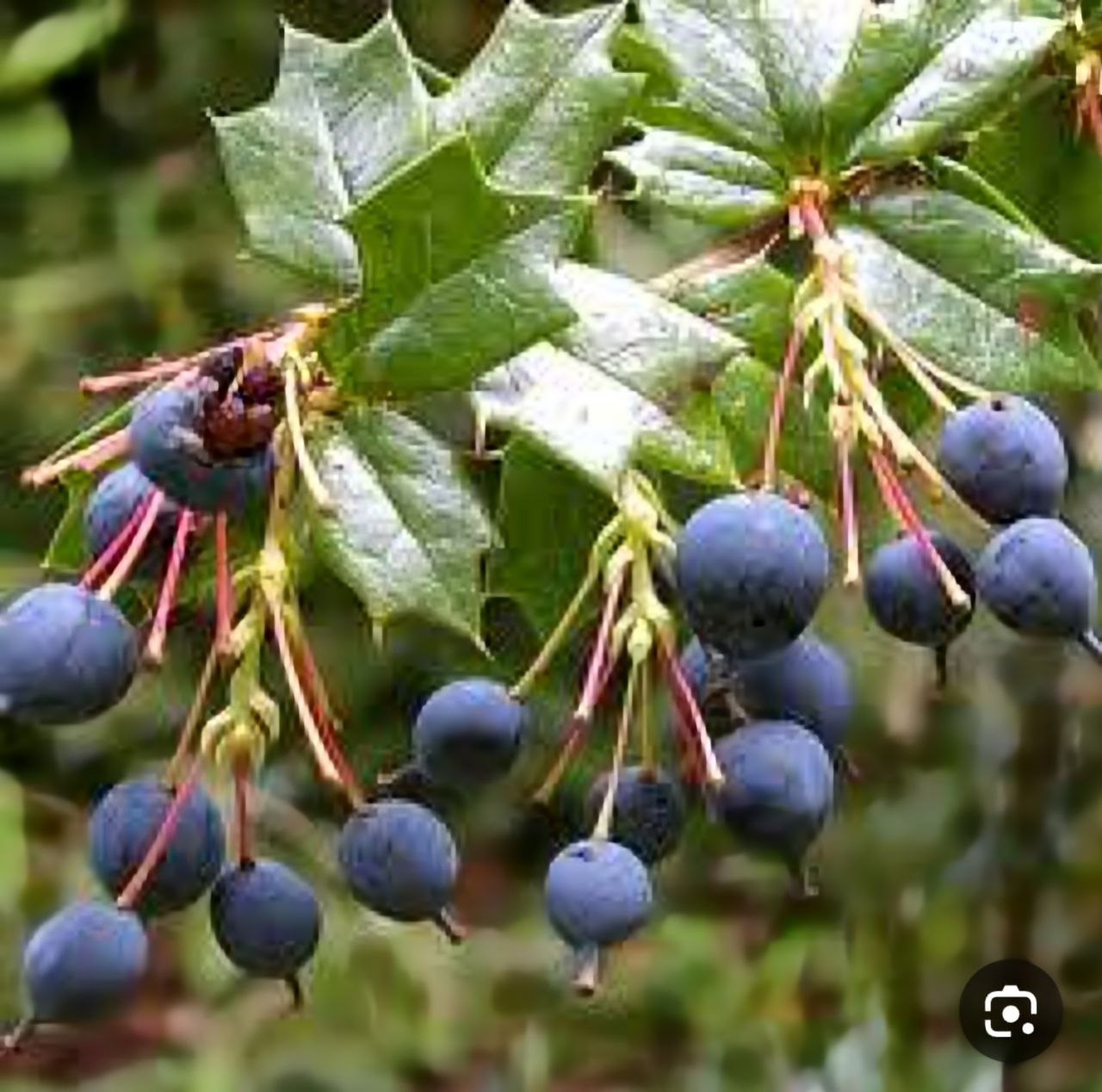 زرشک سیاه کوهی خرید