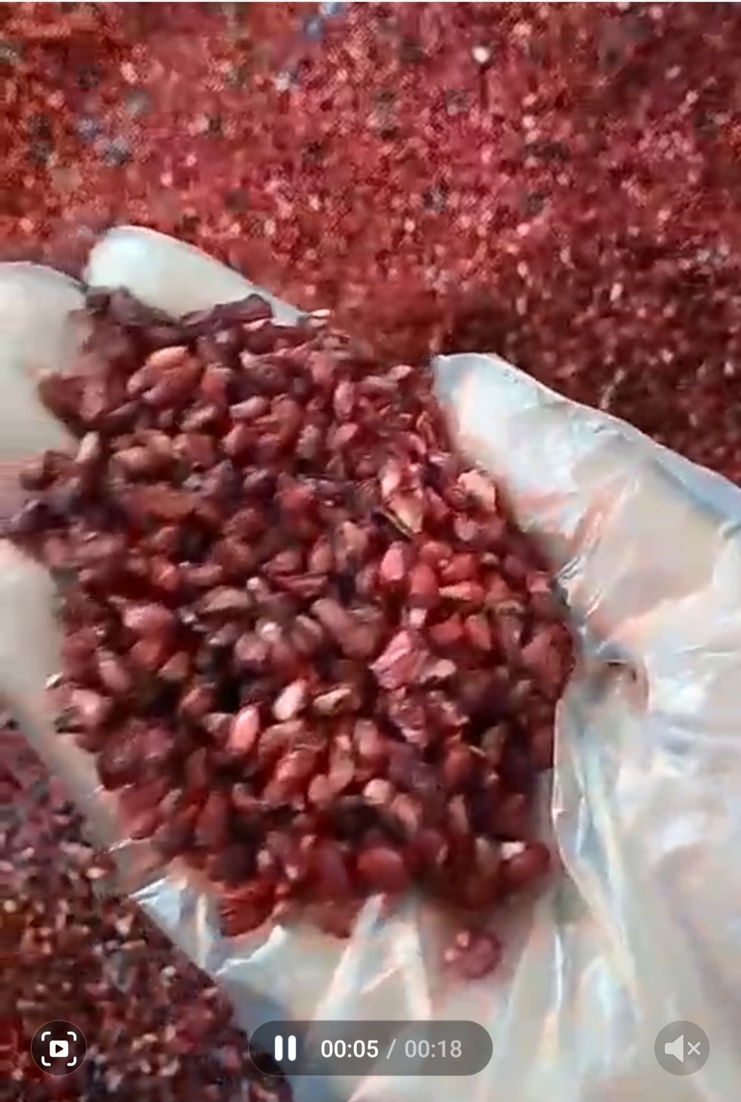 دانه خشک شده انار ملس