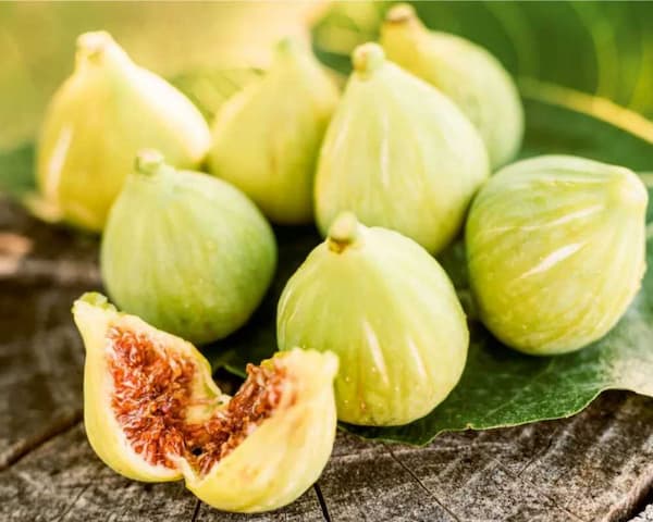 قیمت خرید انجیر سفید گلابی + فروش ویژه