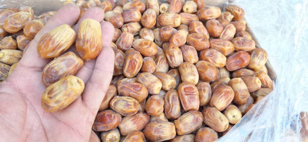 خرمای زاهدی طلایی