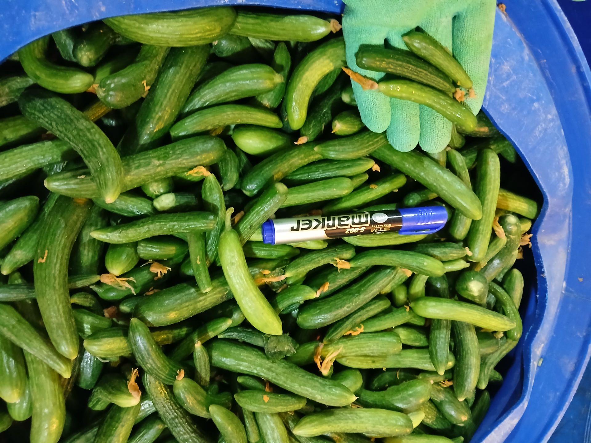 خیارشور بازاری صادراتی با تضمین کیفیت