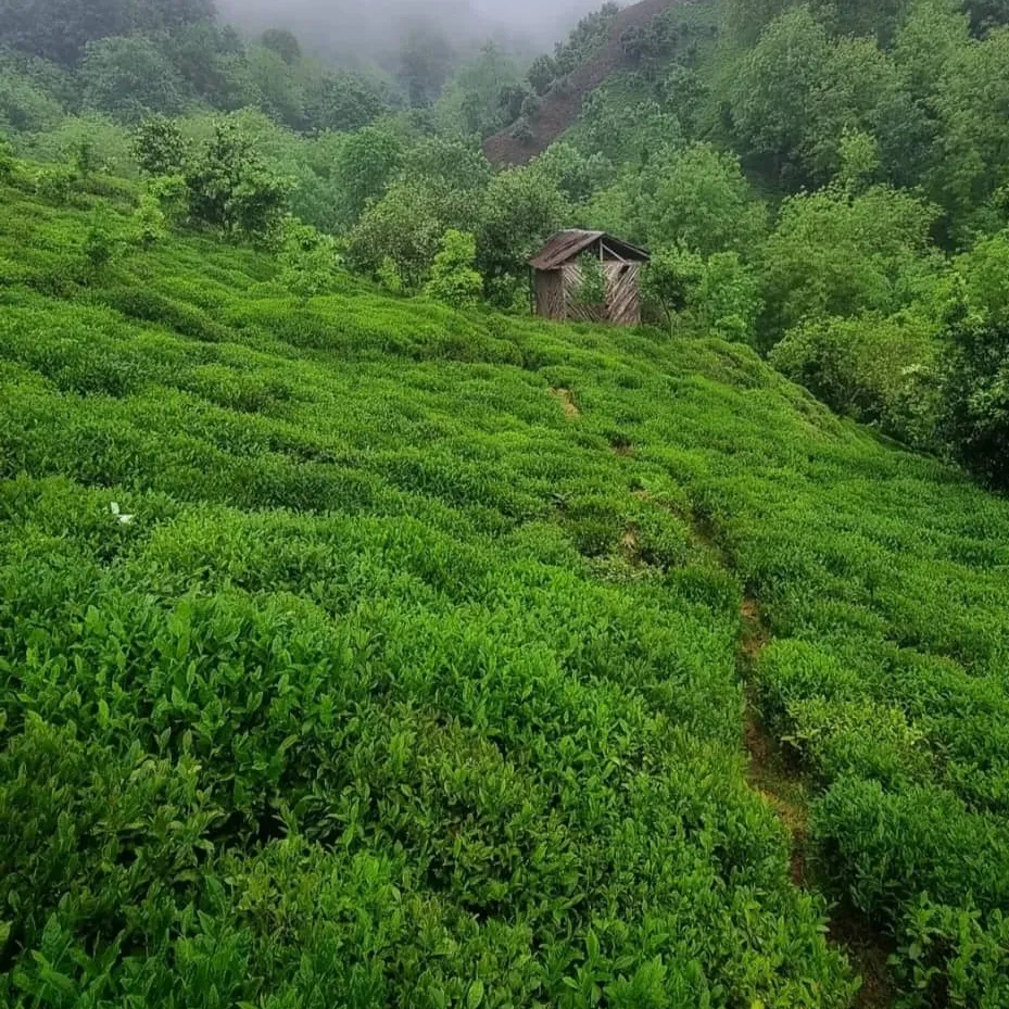 قیمت عمده چای قلم یک چوبدار تابستانه