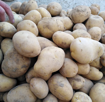 سیب زمینی آگریا مناسب چیپس + فروش عمده